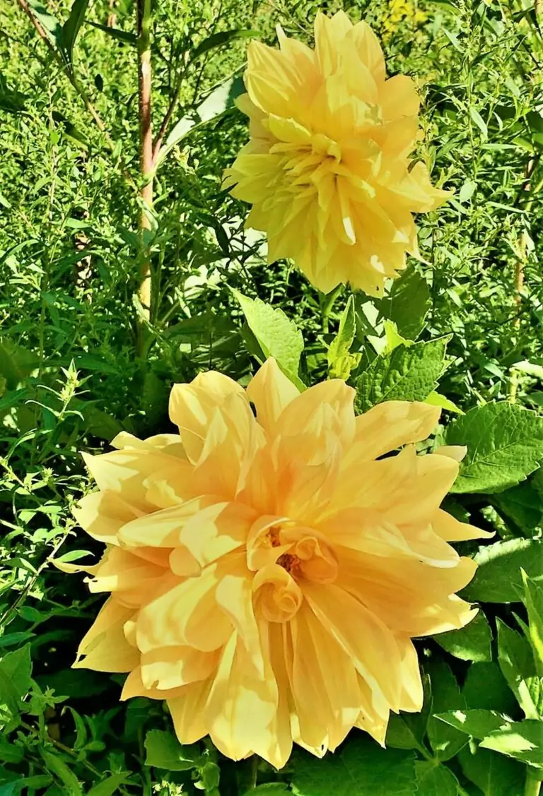 Les jardins de Giverny