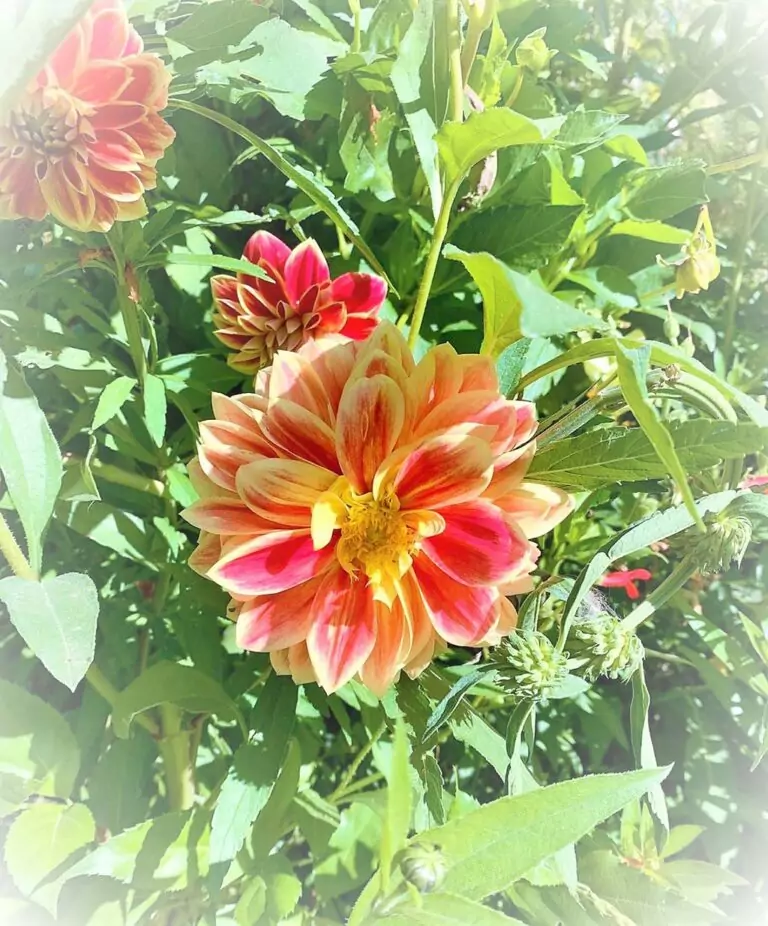 Fleur de Giverny